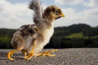 Three-legged chicken